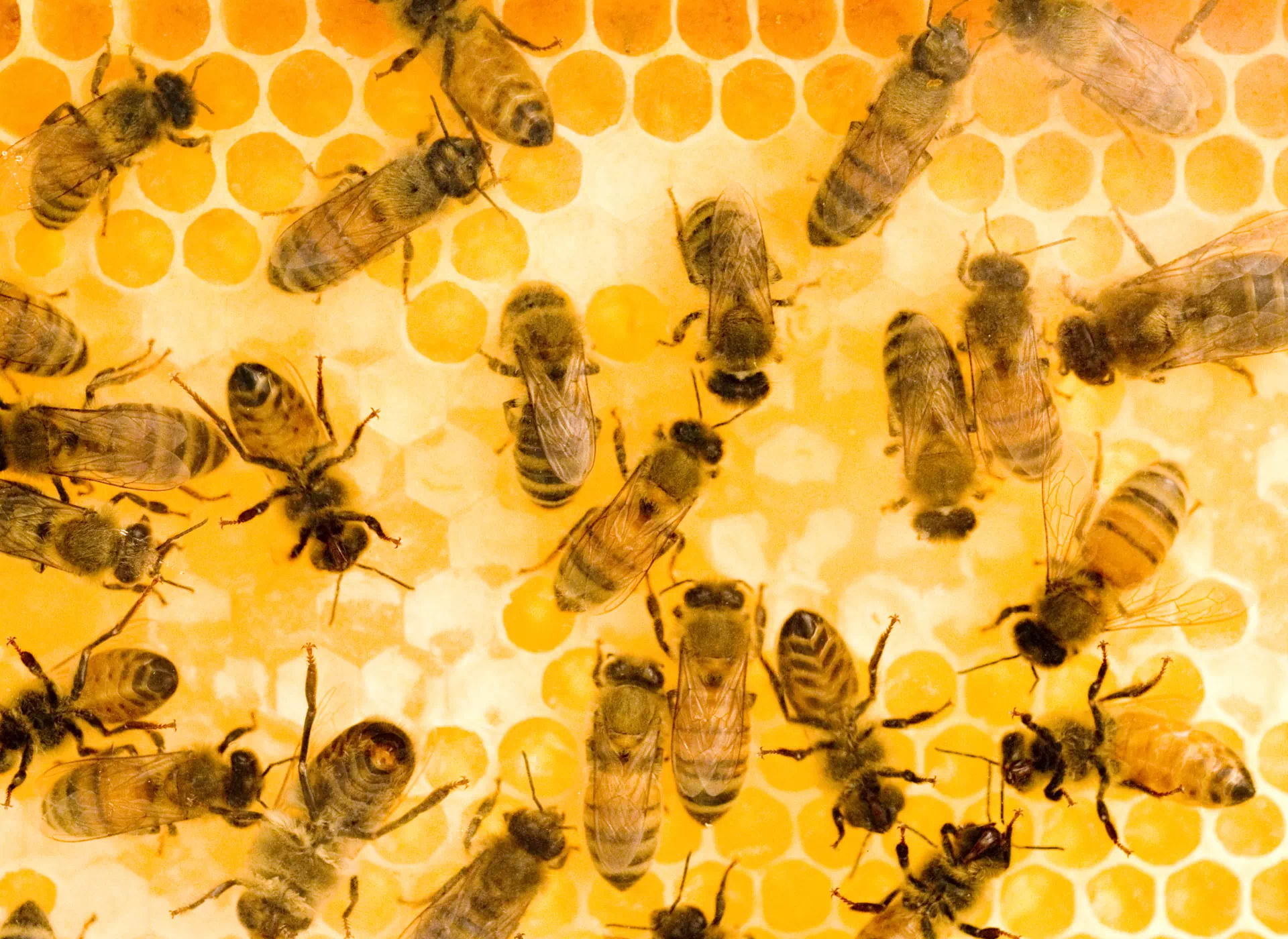 pszczoły na plastrze miodu