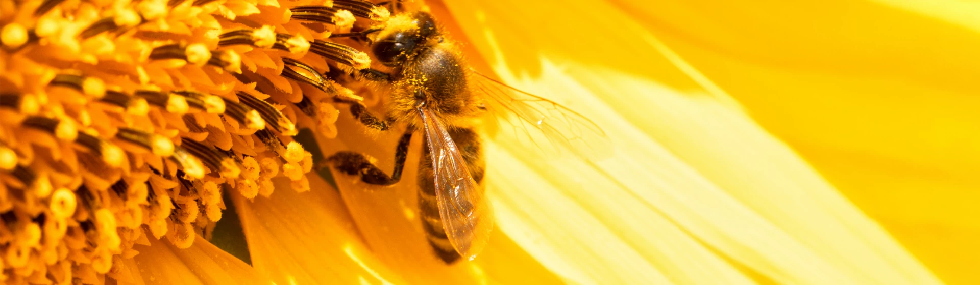 pszczoła 2