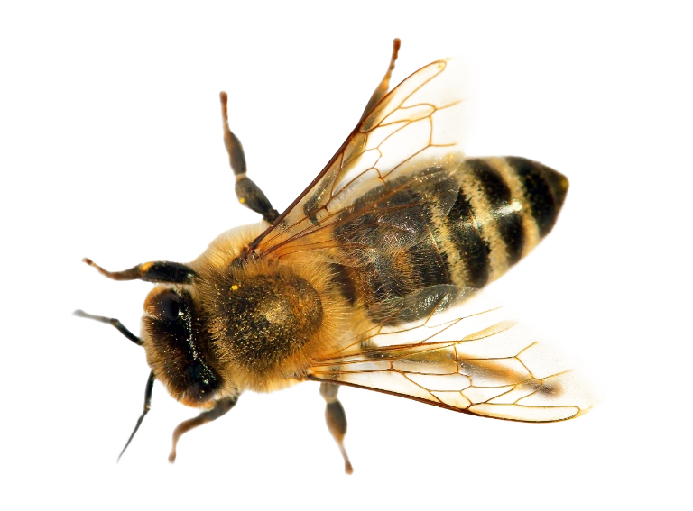 pszczoła 6