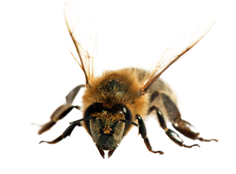 pszczoła 7