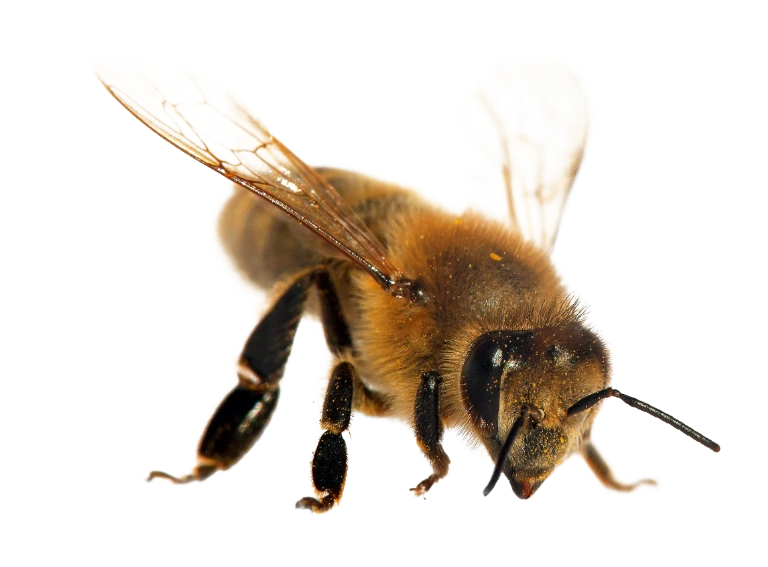 pszczoła 8