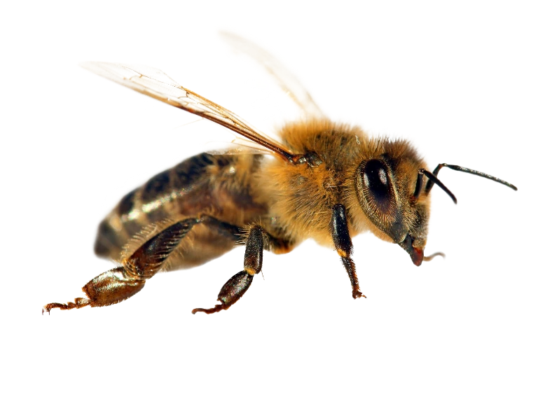 pszczoła 5