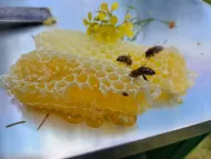 pasiek-pszczol-22
